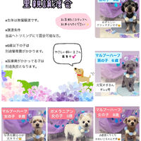 画像1393